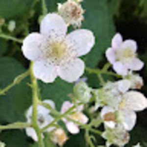 Meet your Posher, Lamm